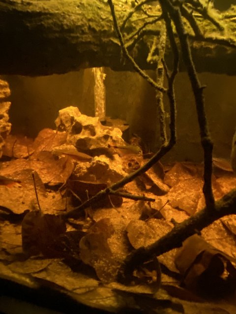 028DDB4A-B3B5-4420-93F2-7A94A56450AC.jpeg 028DDB4A-B3B5-4420-93F2-7A94A56450AC.jpeg