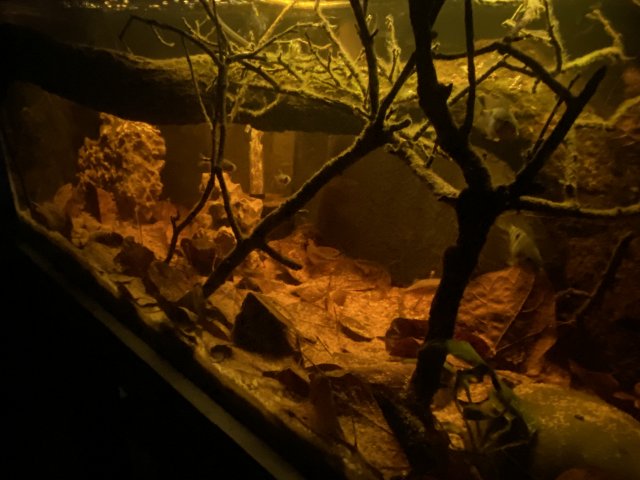 AAB82784-9EAE-4D60-941A-4FD0872A5C93.jpeg AAB82784-9EAE-4D60-941A-4FD0872A5C93.jpeg