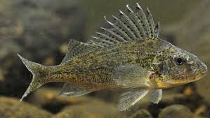 ruffe.jpg
