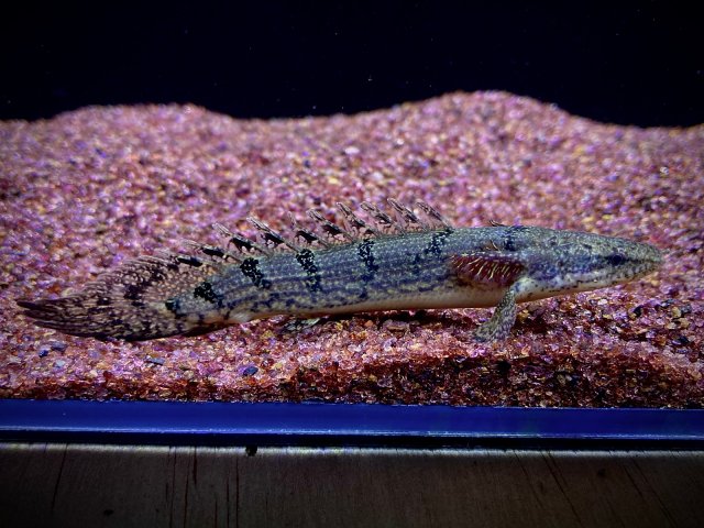 39.jpg