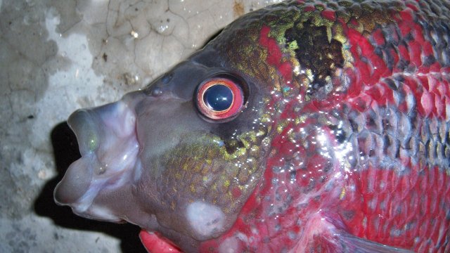 Cichlid Flowerhorn Bruce 2.JPG