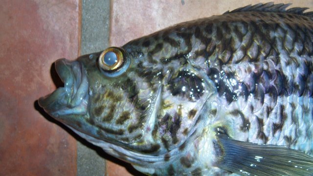 Cichlid jag1 3.JPG