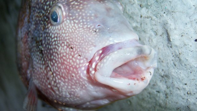 Cichlid, carpintis-texas fr Alex 9.JPG