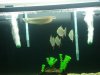 fish6.jpg