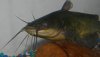 black bullhead.jpg