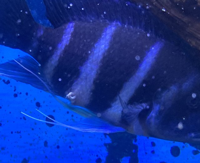 Image (1).jpeg Image (1).jpeg