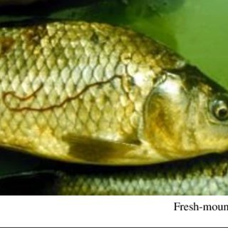 Infection-of-common-carp-by-Philometroides-cyprini-Mature-female-worm-is-leaving-the_Q320.jpeg