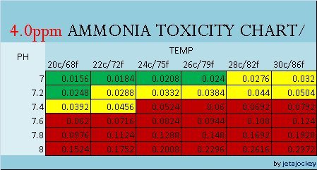 Ammonia Toxicity at 4.0 TAN.jpg