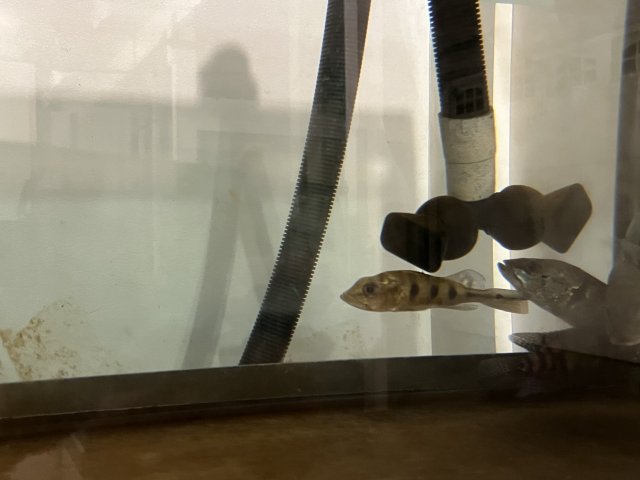 64968B81-4F2D-4886-91E1-D78955501420.jpeg 64968B81-4F2D-4886-91E1-D78955501420.jpeg