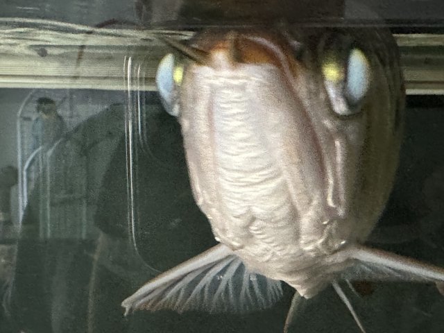 33C0815D-11F8-43FB-A60E-ACC70E37E615.jpeg 33C0815D-11F8-43FB-A60E-ACC70E37E615.jpeg