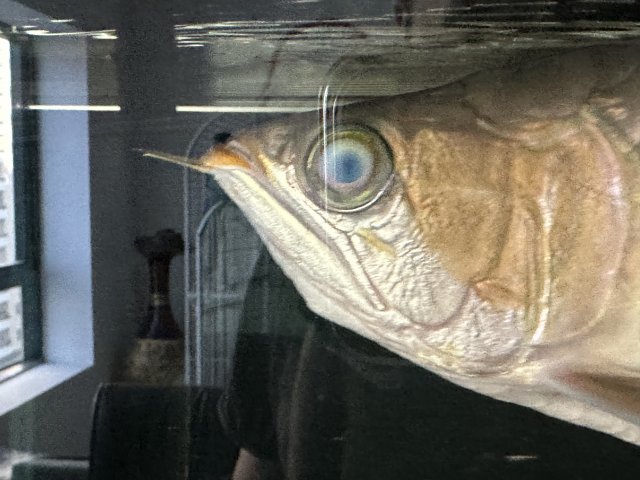 F4ED35E3-8CFE-432F-B6A7-54D418452F04.jpeg F4ED35E3-8CFE-432F-B6A7-54D418452F04.jpeg