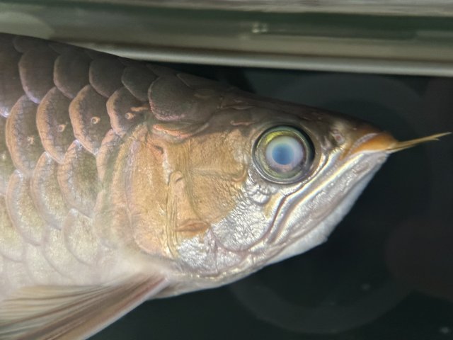 80D1E3E3-C3DA-415B-8A94-F47A47E92AB2.jpeg 80D1E3E3-C3DA-415B-8A94-F47A47E92AB2.jpeg