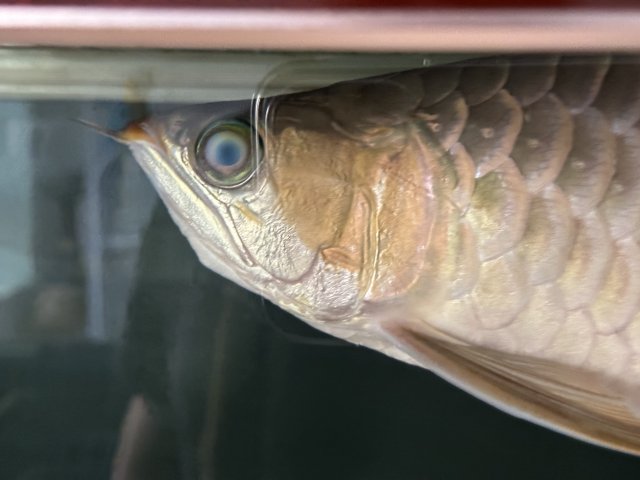 6B56D683-17CF-4A2A-8675-B89AEC074317.jpeg 6B56D683-17CF-4A2A-8675-B89AEC074317.jpeg