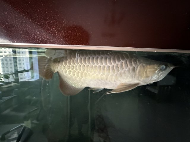 CAFA614C-8FFF-44BC-9348-D64DC5BC4F32.jpeg CAFA614C-8FFF-44BC-9348-D64DC5BC4F32.jpeg