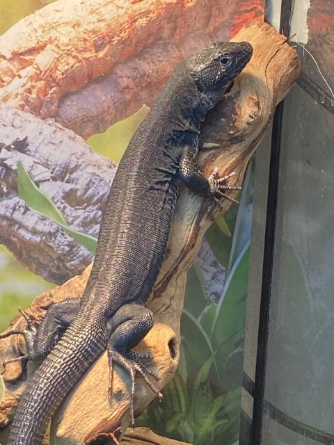 064D1CBA-A29F-428F-B2CD-08CF5C890225.jpeg 064D1CBA-A29F-428F-B2CD-08CF5C890225.jpeg