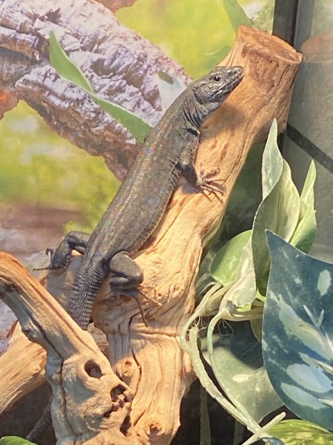 1EA37159-A527-48CF-B11F-523666B62FB3.jpeg 1EA37159-A527-48CF-B11F-523666B62FB3.jpeg