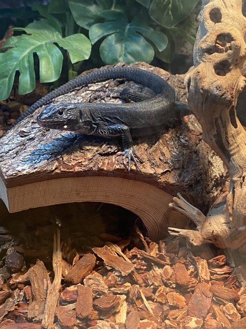 2A5CD653-608E-43D0-90B4-5E82650EFB62.jpeg 2A5CD653-608E-43D0-90B4-5E82650EFB62.jpeg