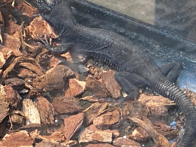 34DA8447-34C5-45C8-825A-DD1E3A628925.jpeg 34DA8447-34C5-45C8-825A-DD1E3A628925.jpeg