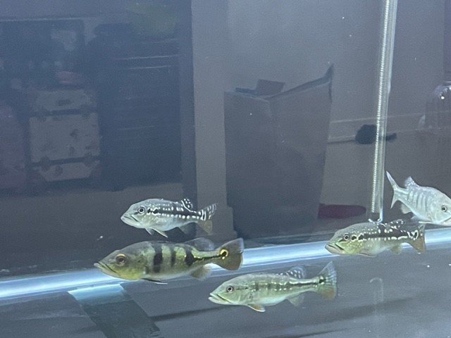 PBass.jpg