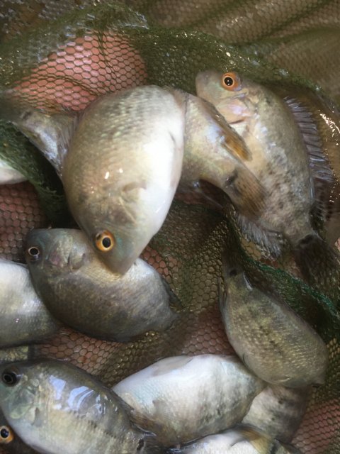 IMG_3471.JPG IMG_3471.JPG