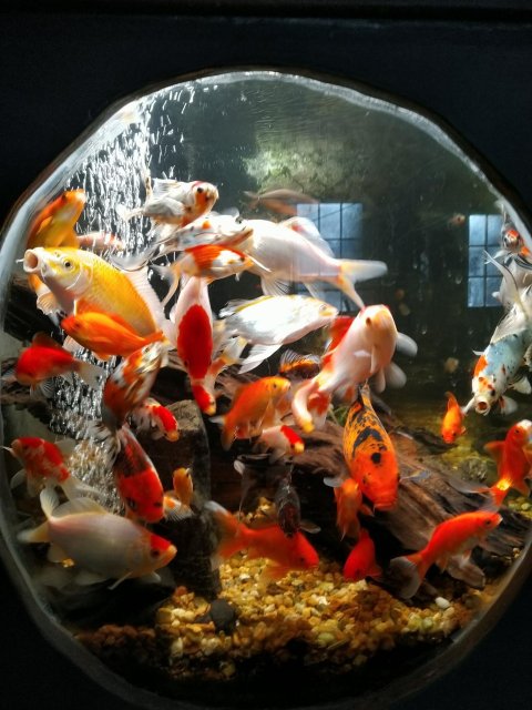 I love my pretty swimmers!.jpg I love my pretty swimmers!.jpg