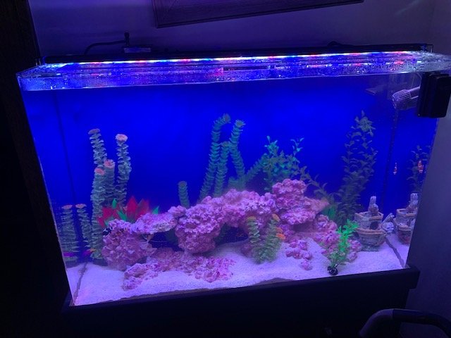Fish tank 1.jpg