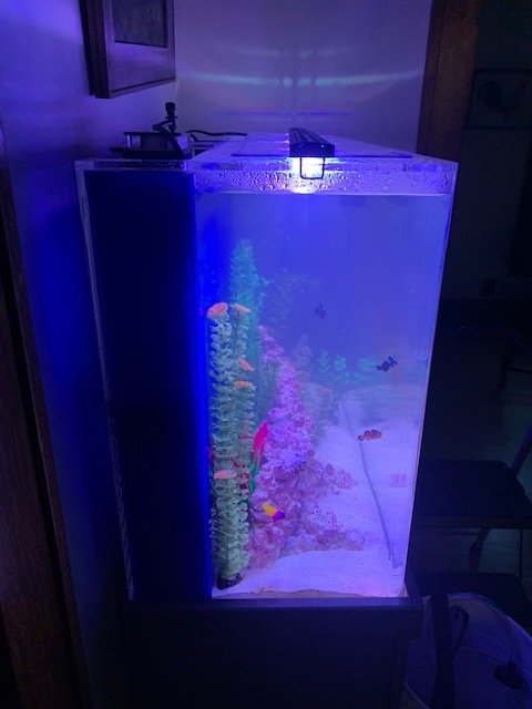Fish tank 2.jpg