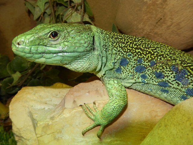 IMG_9036HD.jpg IMG_9036HD.jpg