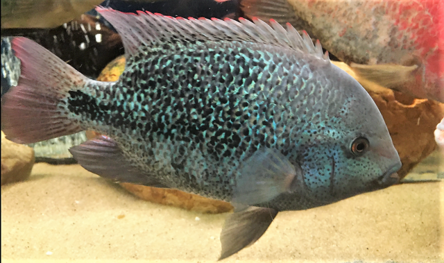 IMG_3602.png IMG_3602.png