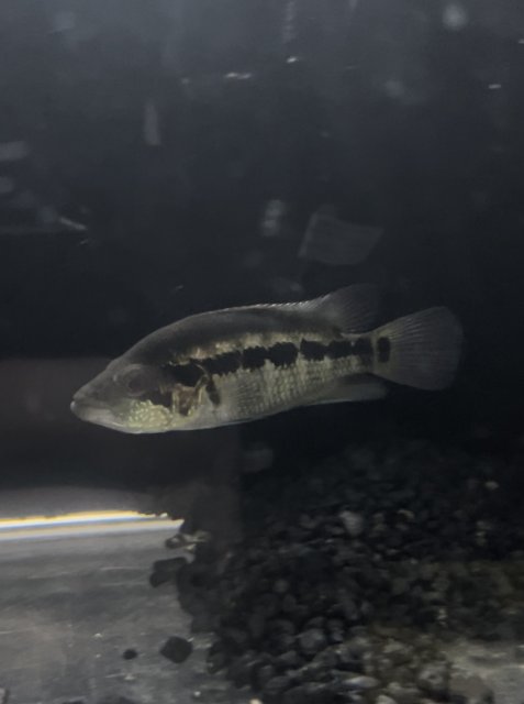 AC3209C2-1476-4FE5-A751-469CB118FB28.jpeg AC3209C2-1476-4FE5-A751-469CB118FB28.jpeg