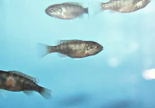 1681250096145.png