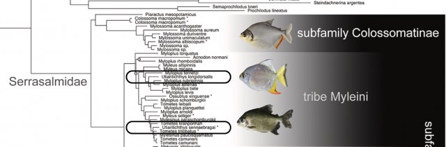 Metynnis phylogenetic tree (Mateussi etal 2020) 2 Utiaritichthys.jpg