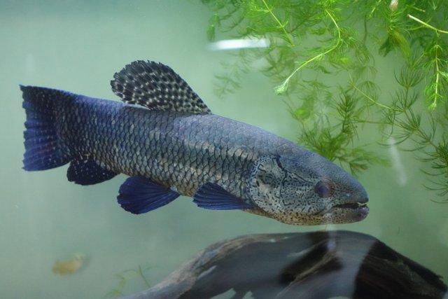 6393349_vinylsaigon_hoplias_curupira_16.jpg 6393349_vinylsaigon_hoplias_curupira_16.jpg