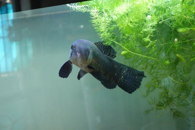 6393346_vinylsaigon_hoplias_curupira_10.jpg 6393346_vinylsaigon_hoplias_curupira_10.jpg