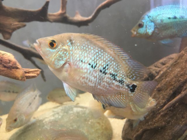 IMG_3737.JPG IMG_3737.JPG