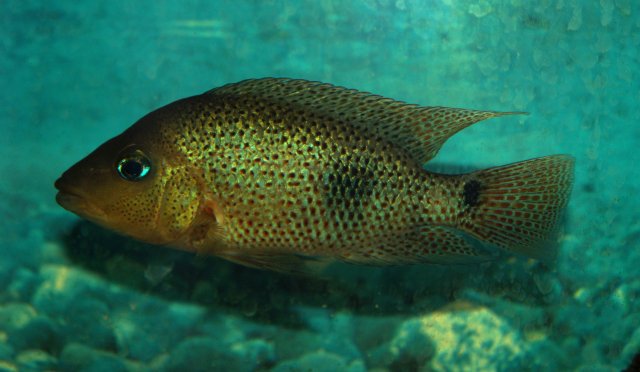 Darienheros_calobrensis.jpg Darienheros_calobrensis.jpg