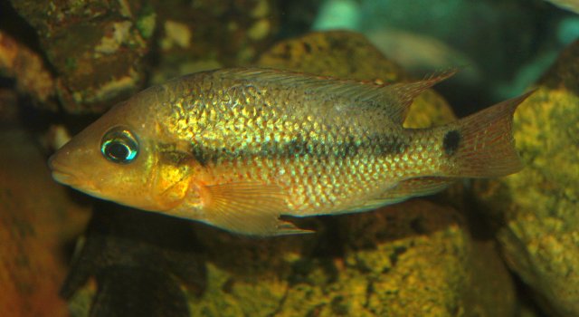 Darienheros_calobrensis_female.jpg Darienheros_calobrensis_female.jpg