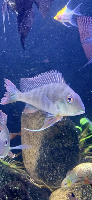 Geophagus.png