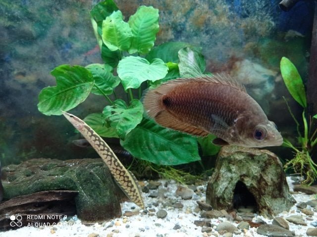 240950793_4530403503690814_8549250898410866923_n eel.jpg 240950793_4530403503690814_8549250898410866923_n eel.jpg