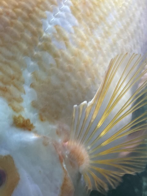 IMG_8833.jpeg