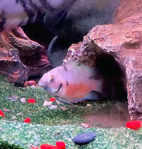 Harlequin 2.jpg