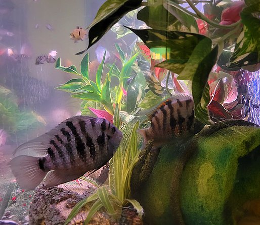 Stripey Scooter.jpg