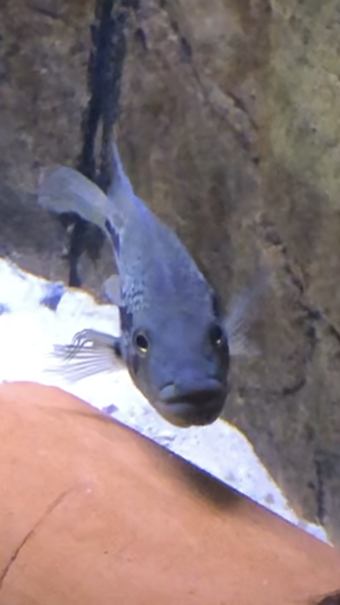 dov 1.png dov 1.png