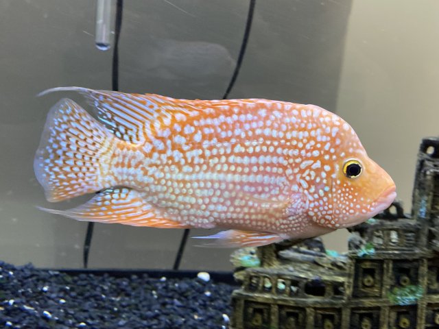 IMG_8877.jpeg IMG_8877.jpeg