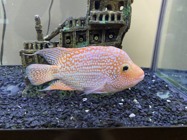 IMG_8865.jpeg IMG_8865.jpeg