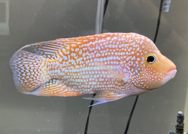 IMG_8874.jpeg IMG_8874.jpeg