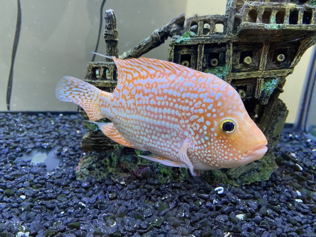 IMG_8864.jpeg IMG_8864.jpeg