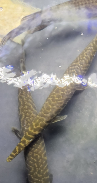 Screenshot 2023-05-29 174640.png