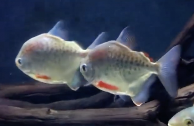 Metynnis anisurus 'sp Onigiri' Thomas Cavote Oct2021 MALE GROUP.png