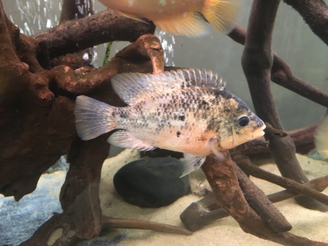 IMG_2941.JPG IMG_2941.JPG